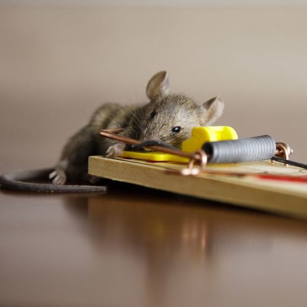 Rodents