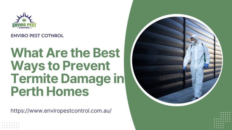 What Are the Best Ways to Prevent Termite Damage in Perth Homes