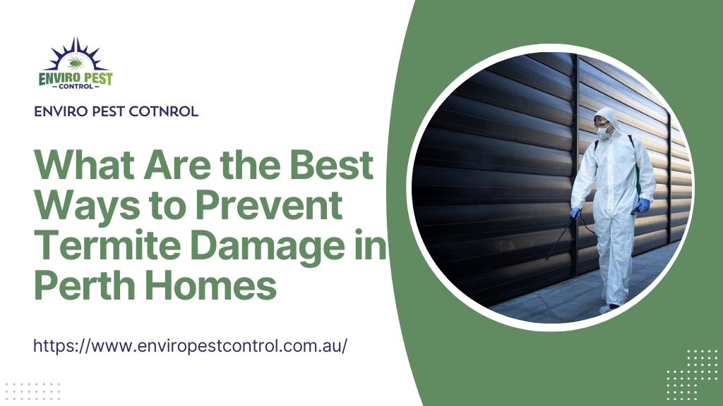 What Are the Best Ways to Prevent Termite Damage in Perth Homes
