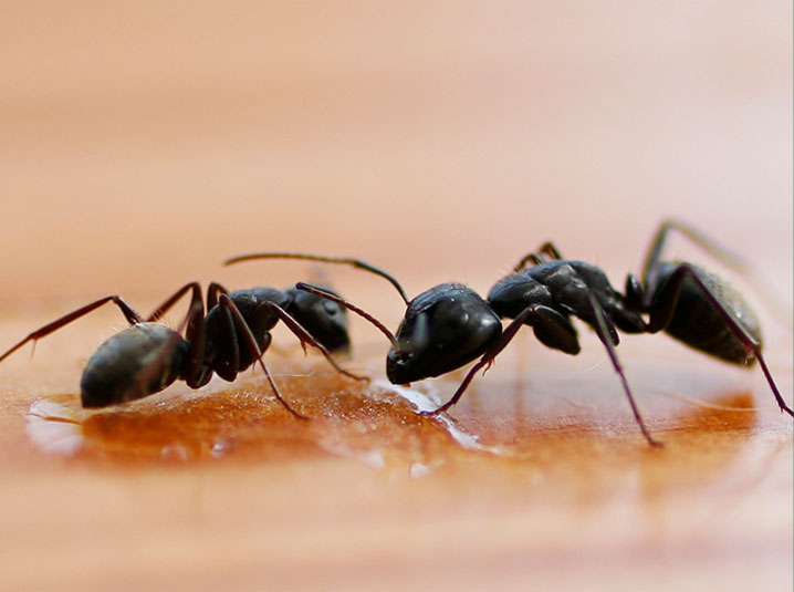 Ant Control