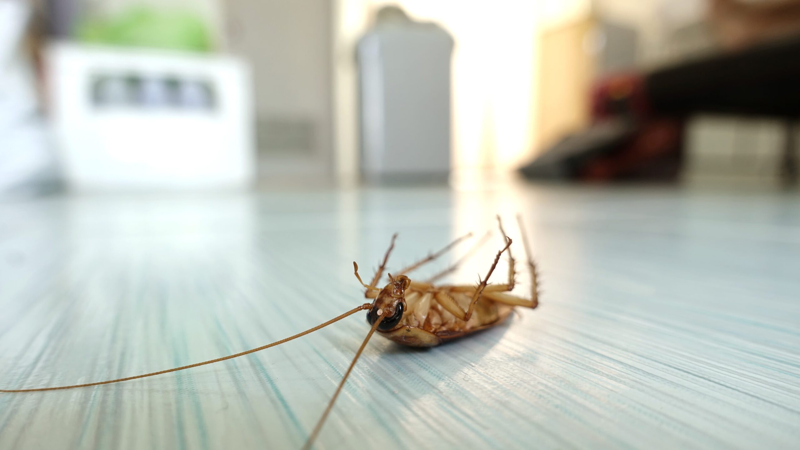 Pest Control Ellenbrook