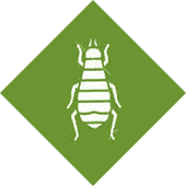 Fleas Pest Control