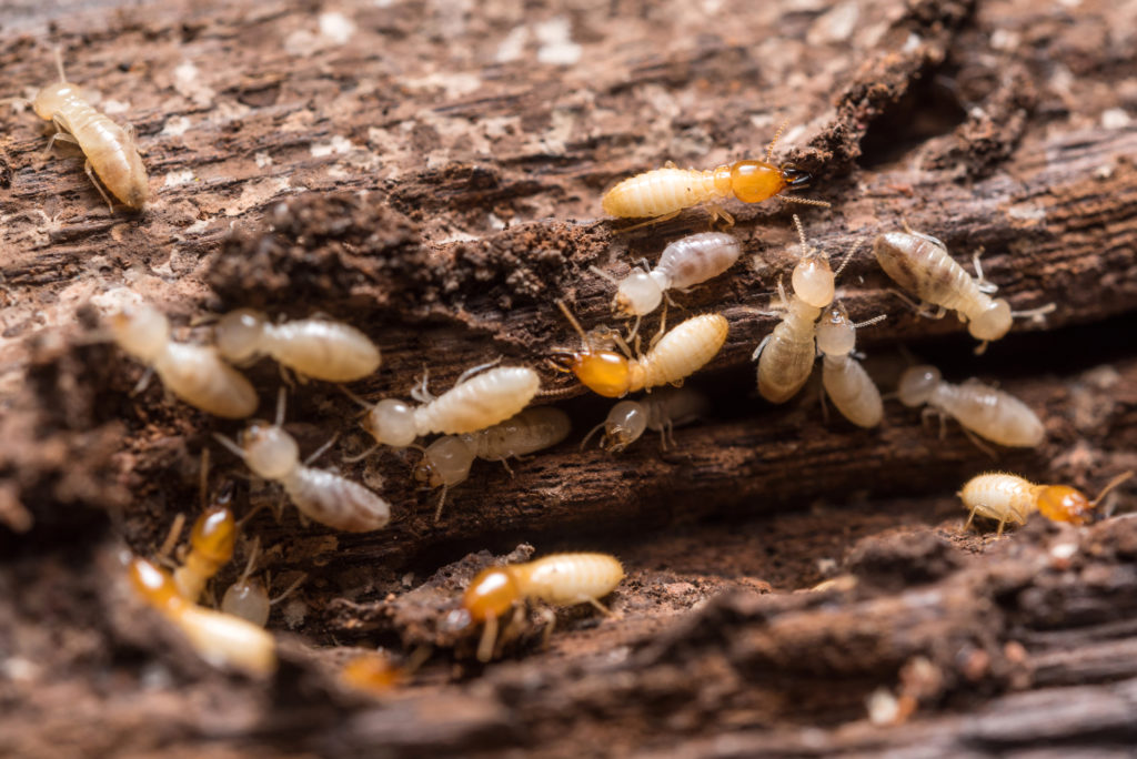 Termite Pest Control Osborne Park Service