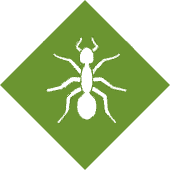 Ant Control