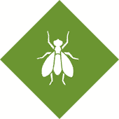 Flies Control