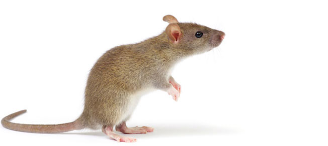 rats control services