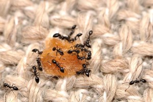 Ants control services Perth