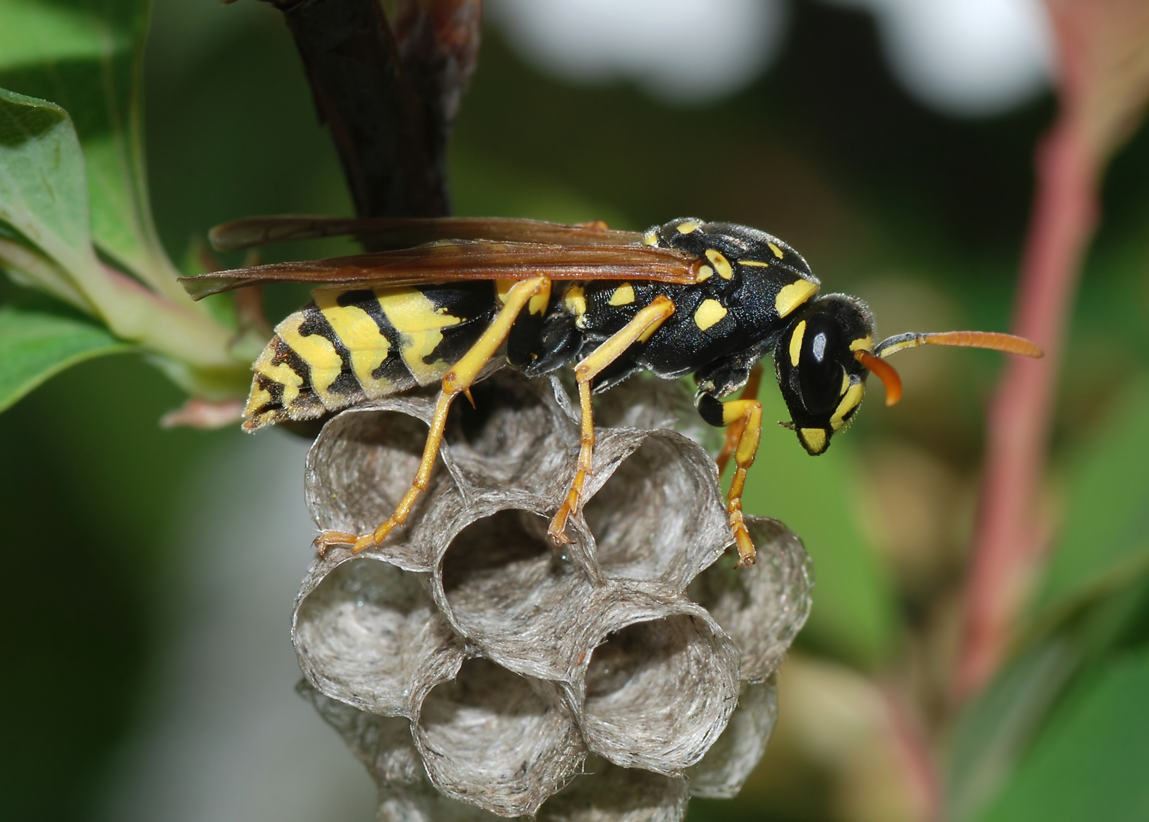 Wasp pest control Perth