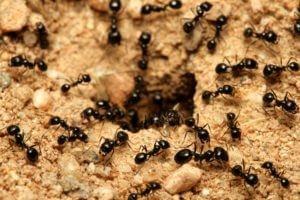 ant exterminator perth