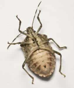 bed bugs control perth