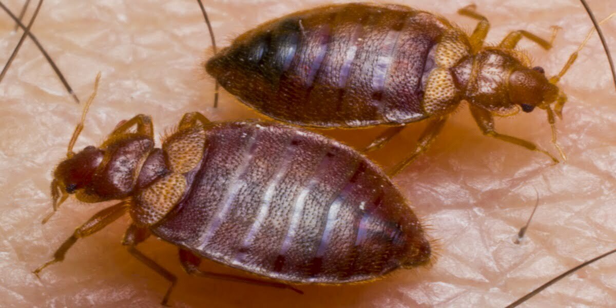 bed bugs treatment perth