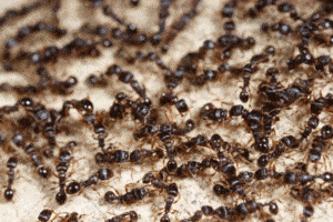 ant removal perth