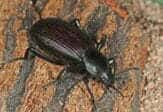 Beetles Pest Control
