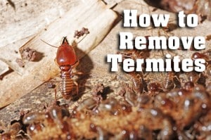 how to remove termites