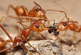 Brown Ant Treatment