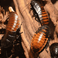 Cockroaches control Perth