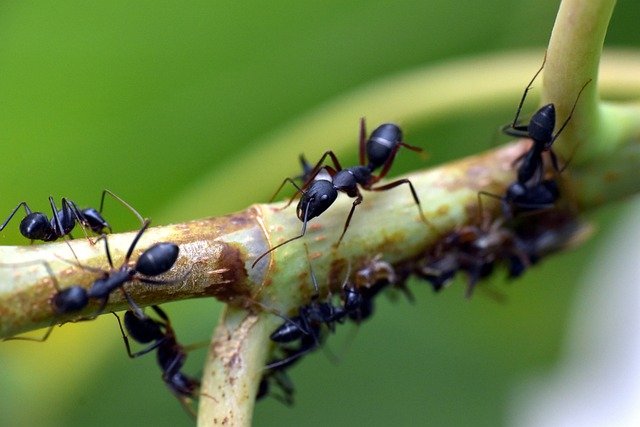 ant treatment perth