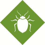 Ticks Pest Control