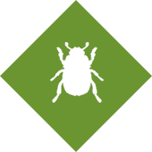 Beetles Pest Control