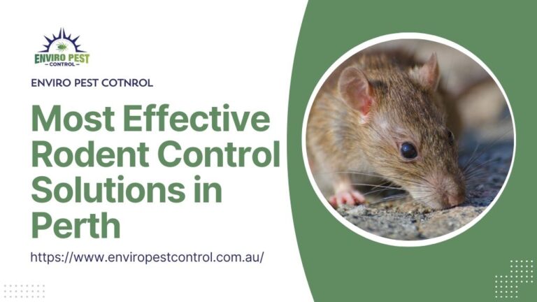 Most Effective Rodent Control Solutions in Perth
