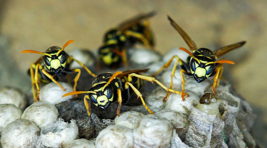 Wasp Pest Control Ellenbrook