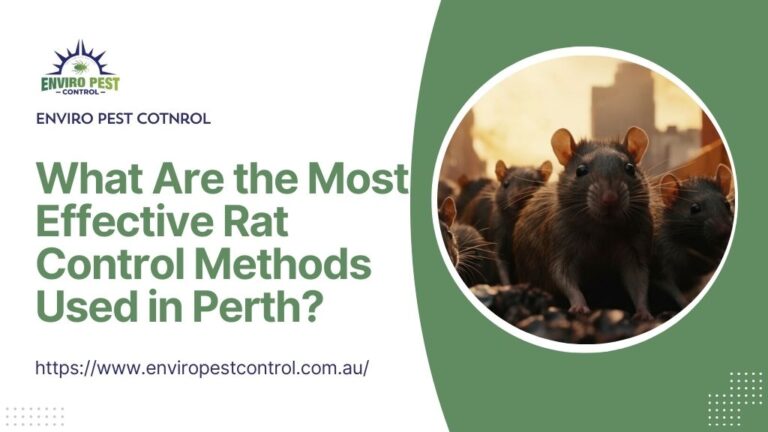 What Are the Most Effective Rat Control Methods Used in Perth?