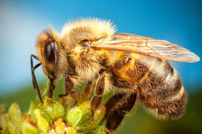 Can Professional Bee Removal Specialists in Perth Relocate Bees Without Harming Them?