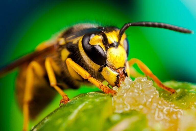 How Pest Control Experts in Perth Handle Large Bee Infestations