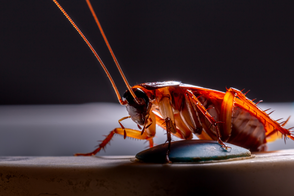 Cockroach Pest Control Ellenbrook