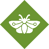 Moths Control Services