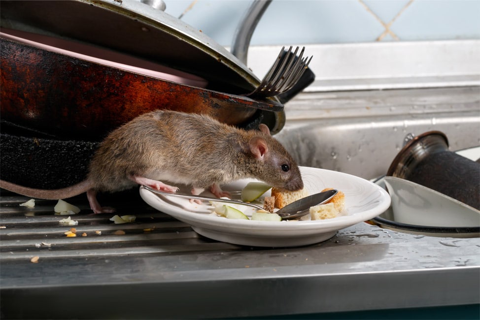 Residential Pest Control