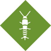 Silverfish Pest Control