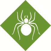 Spider Pest Control