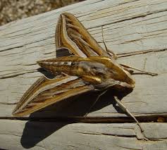 Residential Pest Control